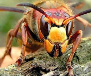 Et İle Beslenen Arılar Hakkında Bilgiler