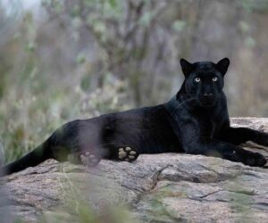 Melanistik Leopar Doğanın Siyah Gölgesi