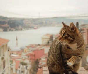 Kedilerin Anavatanı Türkiye mi?