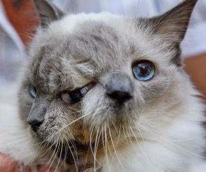 İki Yüzlü Kedi Mucizesi: Frank ve Louie